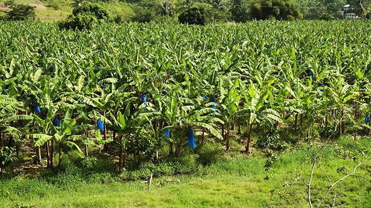 Banana fields, St. Lucia